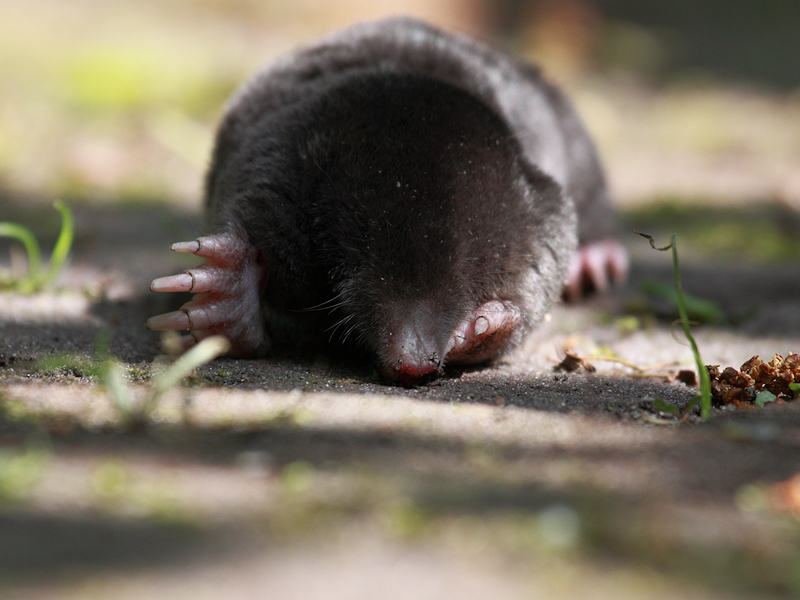 Zoogdieren